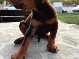 Safkan Doberman Yavruları  Hazır!