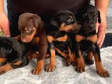 Safkan Doberman Yavruları  Hazır!