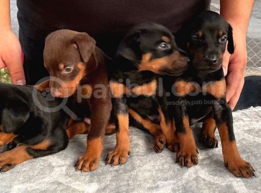 Safkan Doberman Yavruları  Hazır! görsel