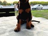 Safkan Doberman Yavruları  Hazır!