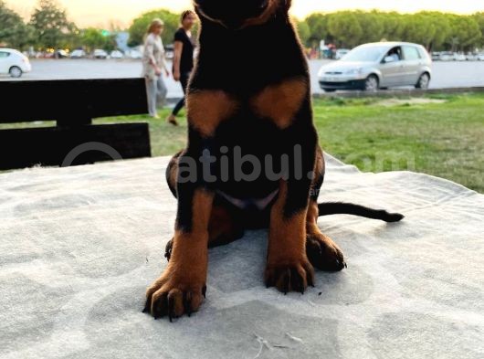 Safkan Doberman Yavruları  Hazır! görsel