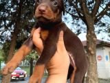 Safkan Doberman Yavruları  Hazır!