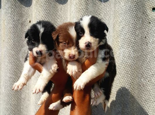 Border Colli̇e Yavrulari Mama Malzeme Kampanyali görsel