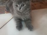 Scottish Fold Gri Yavru Kedi