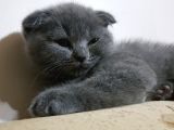 Scottish Fold Gri Yavru Kedi