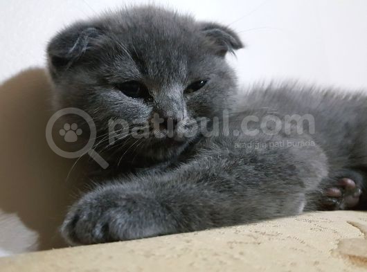 Scottish Fold Gri Yavru Kedi görsel