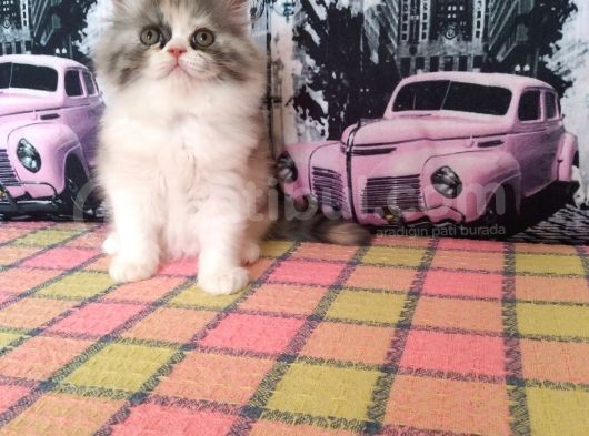 İran Bebekler görsel
