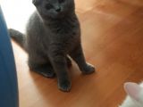 Scottish Fold Gri Yavru Kedi
