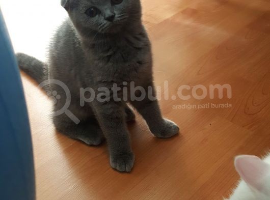 Scottish Fold Gri Yavru Kedi görsel