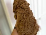 Sağlik Ve Irk Garanti̇li̇ Red Brown Toy Poodle