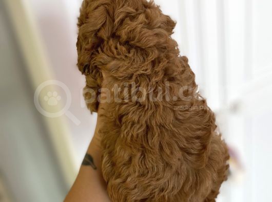Sağlik Ve Irk Garanti̇li̇ Red Brown Toy Poodle görsel