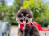 Safkan Pomeranian Boo Yavrular