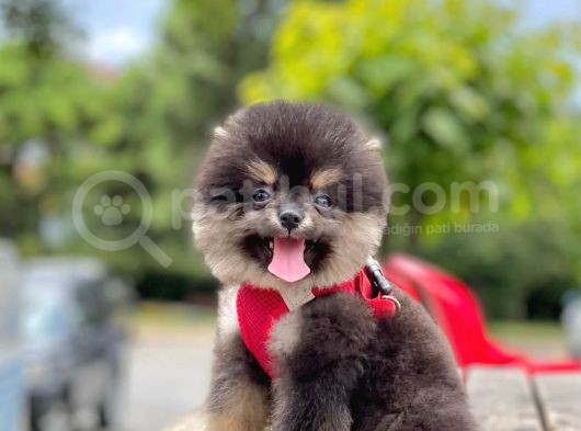 Safkan Pomeranian Boo Yavrular görsel