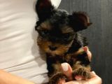 Dişi Yorkshire Terrier A Kalite Safkan