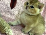 British Shorthair Golden