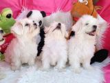 2 Aylık Maltese Terrierlerimiz Yeni Yuva Arıyor