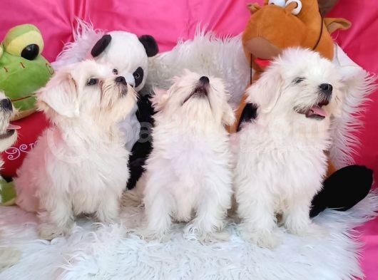 2 Aylık Maltese Terrierlerimiz Yeni Yuva Arıyor görsel