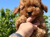 Safkan Toy Poodle Yavruları