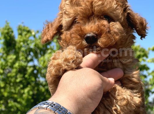 Safkan Toy Poodle Yavruları görsel