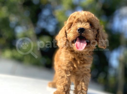 Di̇şi̇ Erkek Poodle Bebekleri̇mi̇z