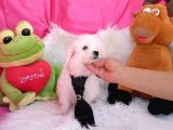 2 Aylık Maltese Terrierlerimiz Yeni Yuva Arıyor