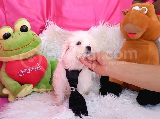 2 Aylık Maltese Terrierlerimiz Yeni Yuva Arıyor görsel
