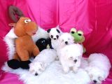 2 Aylık Maltese Terrierlerimiz Yeni Yuva Arıyor