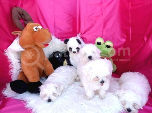 2 Aylık Maltese Terrierlerimiz Yeni Yuva Arıyor