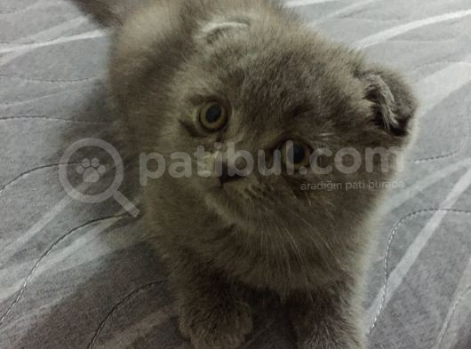 Acil Sahiplendirmek Istiyorum Aşıları Tam Eşyalarıyla Veriyorum Bütün görsel