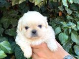 İmperial Pekines