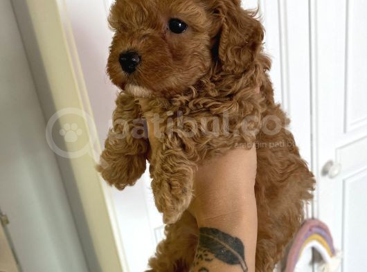 Sağlik Ve Irk Garanti̇li̇ Red Brown Toy Poodle görsel