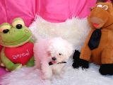 2 Aylık Maltese Terrierlerimiz Yeni Yuva Arıyor