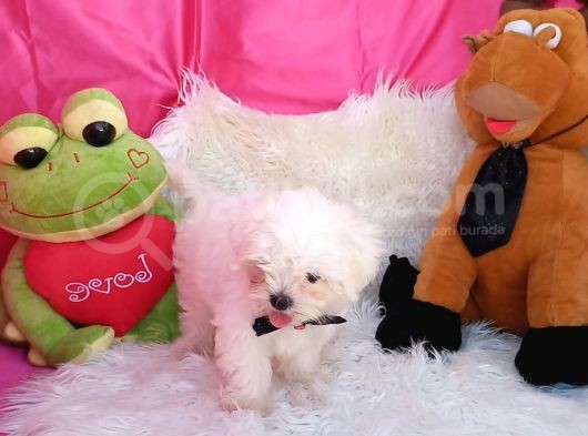 2 Aylık Maltese Terrierlerimiz Yeni Yuva Arıyor görsel