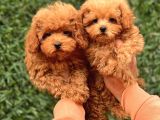 Sevi̇mli̇ Toy Poodle Yavrular