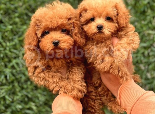 Sevi̇mli̇ Toy Poodle Yavrular