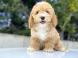 Bebek Suratli Di̇şi̇ Malti̇poo Yavrumuz