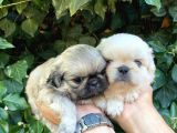 İmperial Pekines