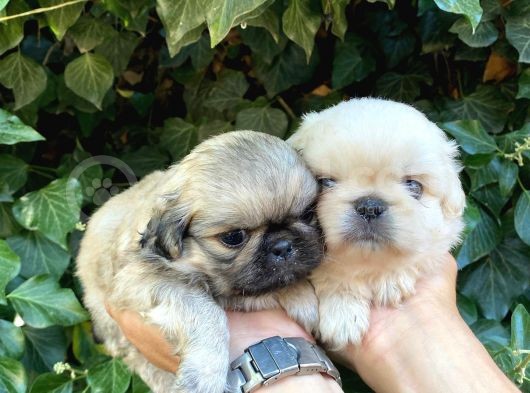 İmperial Pekines görsel