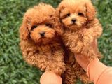 Sevi̇mli̇ Toy Poodle Yavrular