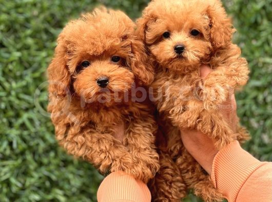 Sevi̇mli̇ Toy Poodle Yavrular görsel