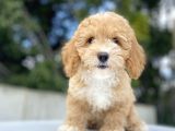 Bebek Suratli Di̇şi̇ Malti̇poo Yavrumuz