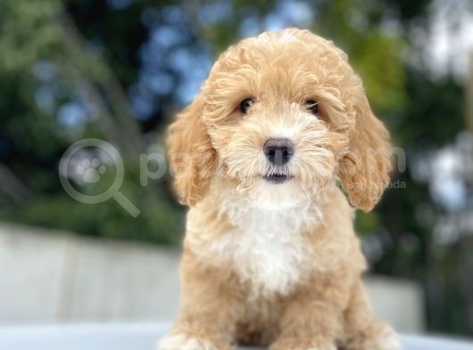 Bebek Suratli Di̇şi̇ Malti̇poo Yavrumuz görsel