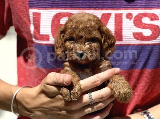 Show Kalite Maltipoo Bebekler
