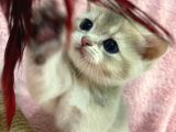 British Shorthair Golden