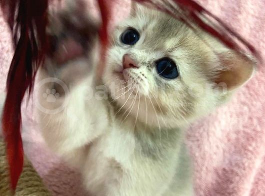 British Shorthair Golden görsel