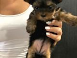Dişi Yorkshire Terrier A Kalite safkan