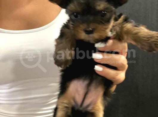 Dişi Yorkshire Terrier A Kalite Safkan