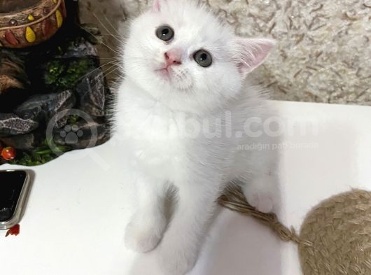 2Aylık Safkan British Beyaz Bursa görsel
