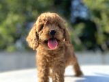 Di̇şi̇ Erkek Poodle Bebekleri̇mi̇z