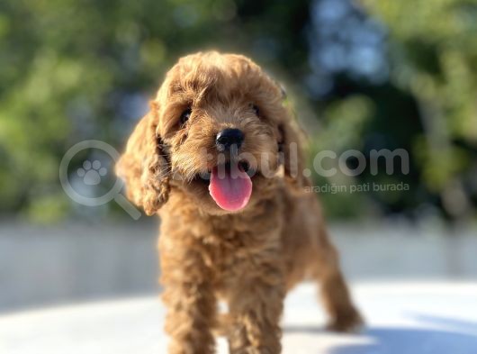 Di̇şi̇ Erkek Poodle Bebekleri̇mi̇z görsel